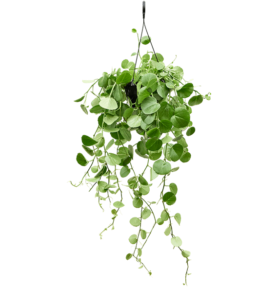 Cissus rotundifolia 4CIROHA10