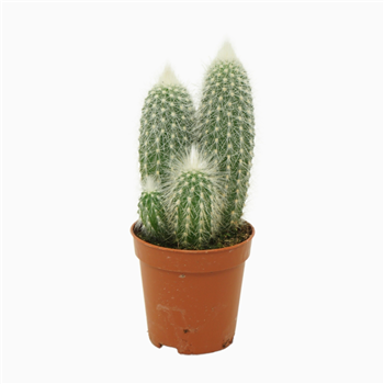 Cleistocactus strausii F00001444