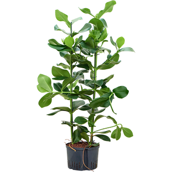 Clusia rosea 1CLROTU20