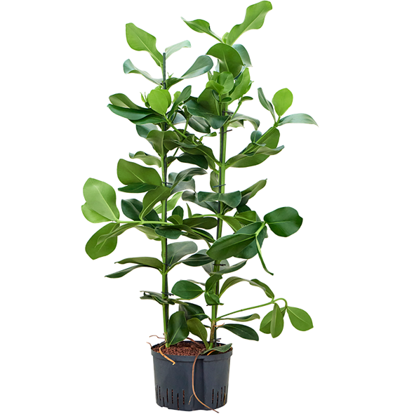 Clusia rosea 1CLROTU20