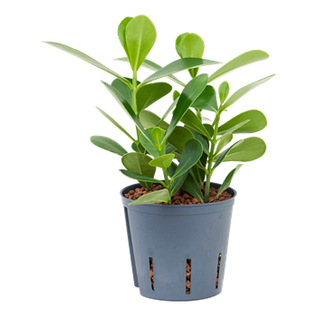 Clusia rosea 'Green Magic' 2CLROBP10