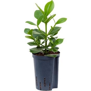 Clusia rosea 'Princess' 1CLRP1T10