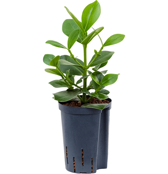 Clusia rosea 'Princess' 1CLRP1T10