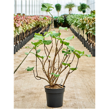 Coccoloba uvifera (130-150) 4COUVBU35