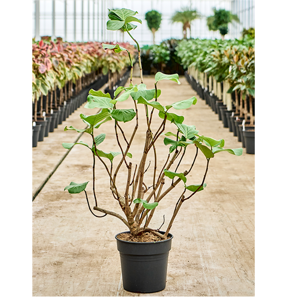 Coccoloba uvifera (130-150) 4COUVBU35