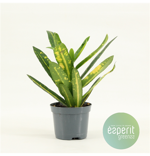 Kroton Sunny Star F00001114