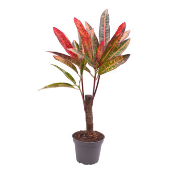 Kroton variegatum 'Excellent' F00000969
