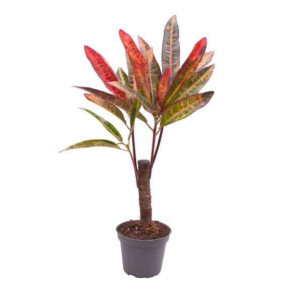 Kroton variegatum 'Excellent' F00000969