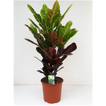 Kroton variegatum 'Excellent' F00001869