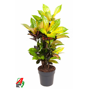 Kroton variegatum 'Mrs Iceton' F00002280