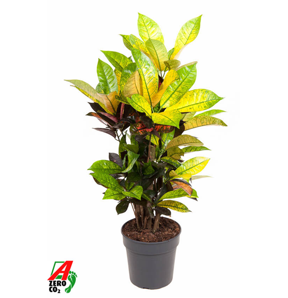 Kroton variegatum 'Mrs Iceton' F00002280