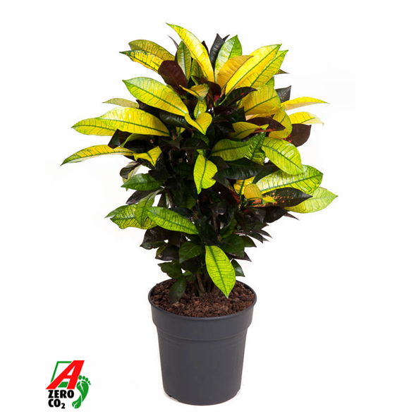 Kroton variegatum 'Mrs Iceton' F00002281