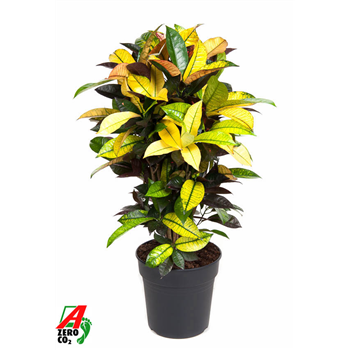 Kroton variegatum 'Mrs Iceton' F00002282
