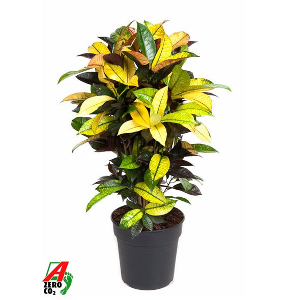 Kroton variegatum 'Mrs Iceton' F00002282