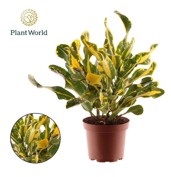 Kroton variegatum 'Yellow Mammi' F00005030