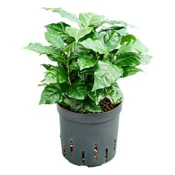 Coffea arabica 2COARBP10
