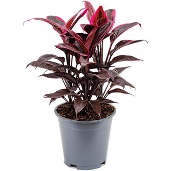 Cordyline fruticosa 'Mambo' 4COMATU55