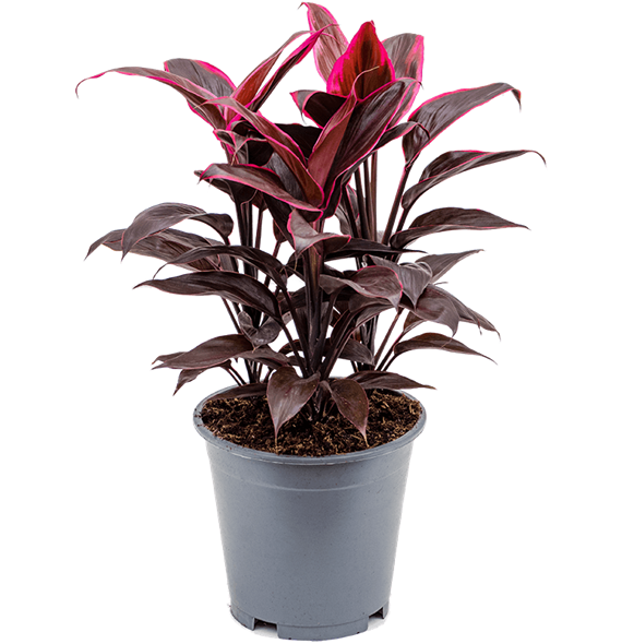 Cordyline fruticosa 'Mambo' 4COMATU55