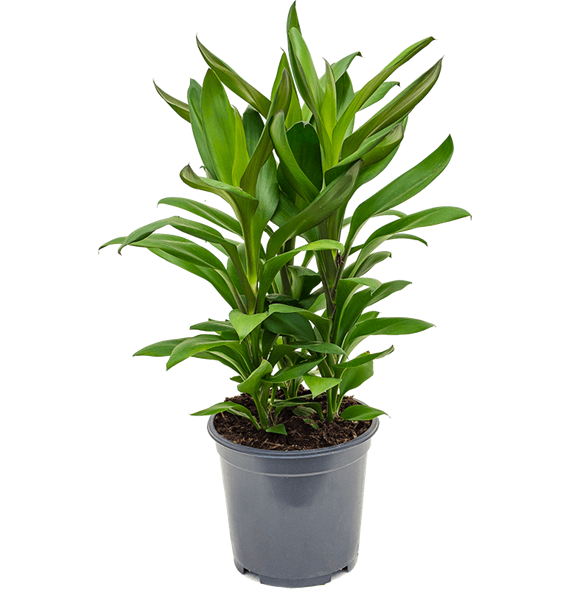 Cordyline fruticosa' Glauca' 4COGLTU15