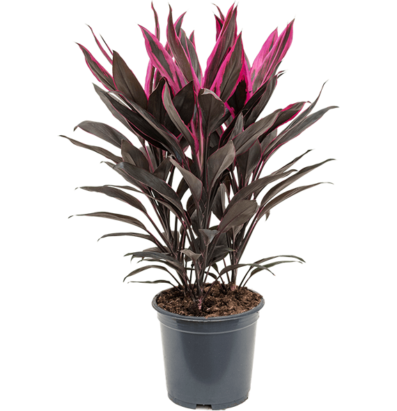 Cordyline fruticosa 'Tango' 4COTATU19