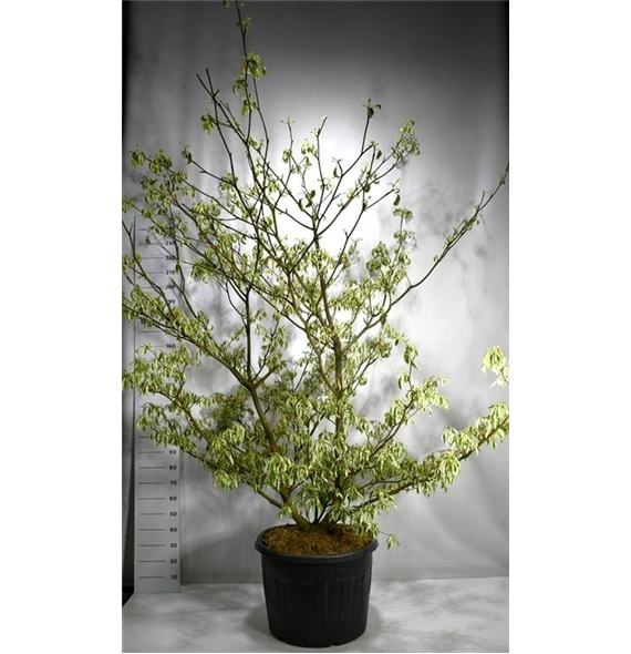 Cornus controversa 'Variegata' F00006105