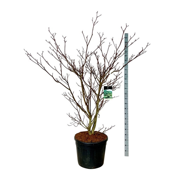 Cornus controversa 'Pagoda' F00007450