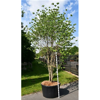 Cornus florida F00007522