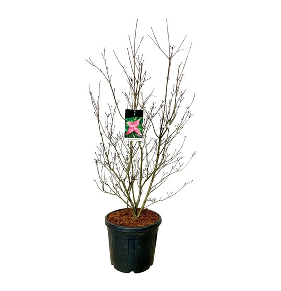 Cornus kousa 'Scarlet Fire' F00007235