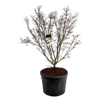 Cornus kousa 'Schmetterling' F00006876
