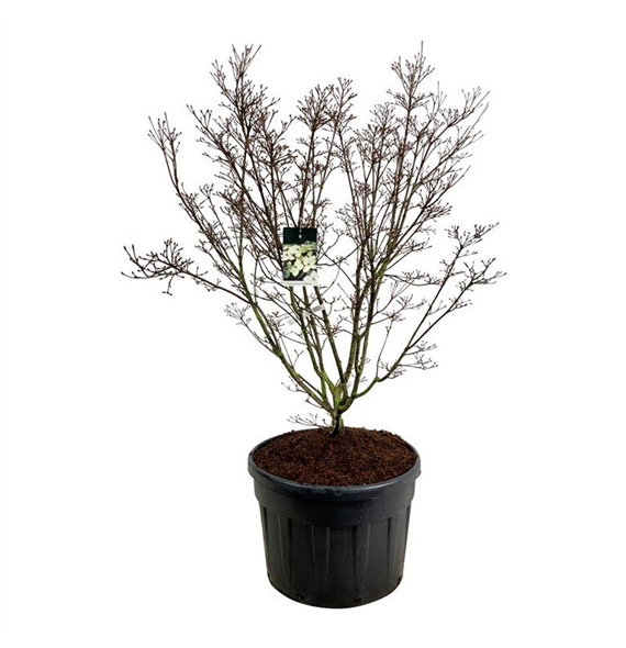 Cornus kousa 'Schmetterling' F00006876