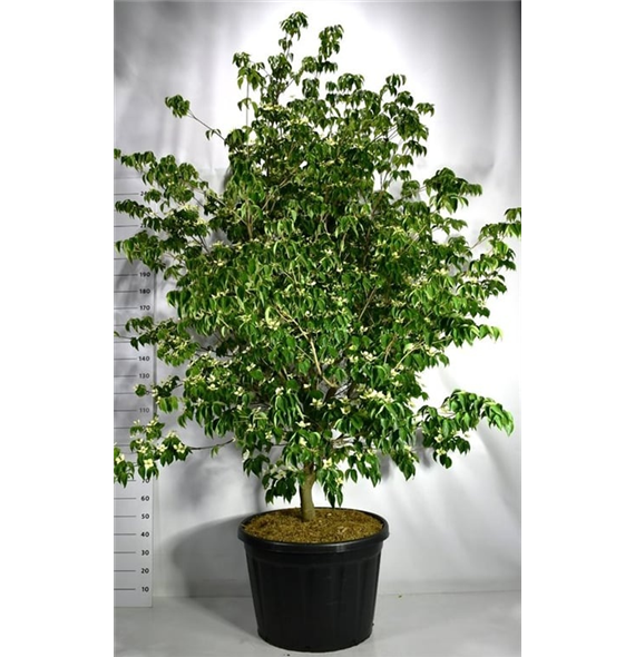 Cornus kousa 'Sternenhimmel' F00006143