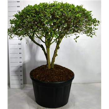 Cornus mas F00006327