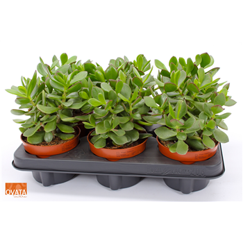 Crassula 'Minova Magic' F00005035