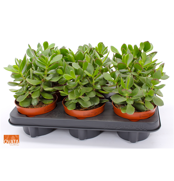 Crassula 'Minova Magic' F00005035