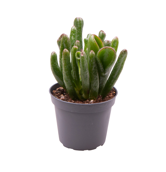 Crassula Coral F00000963