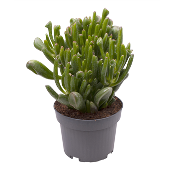 Crassula Coral F00000964