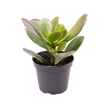 Crassula Ovata F00000961