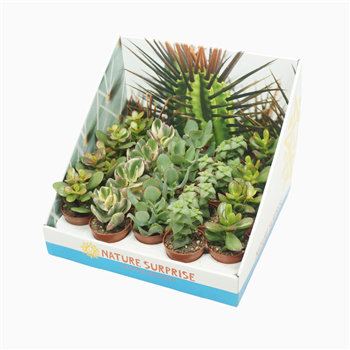 Crassula mix F00002922