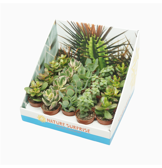 Crassula mix F00002922