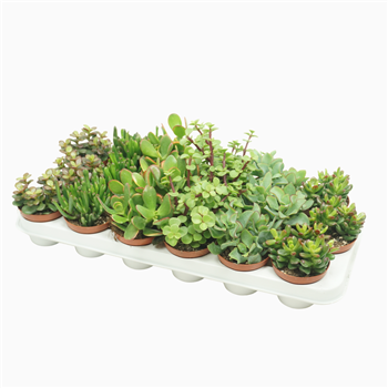 Crassula mix F00002109