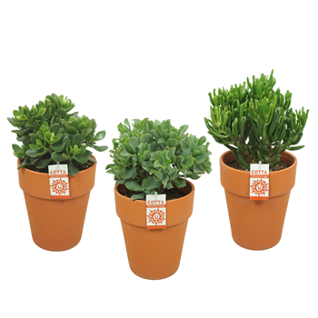 Crassula mix F00002100