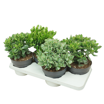 Crassula mix F00002112