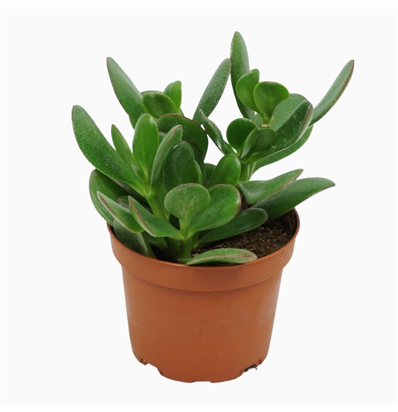 Crassula ovata F00001311
