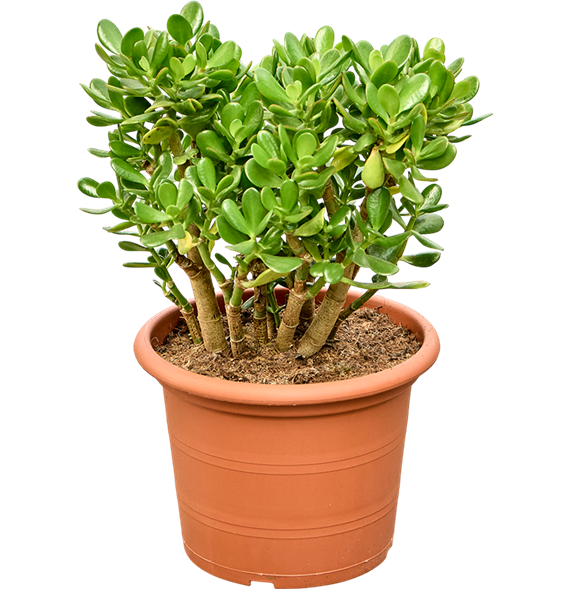 Crassula ovata 5CROVBU34