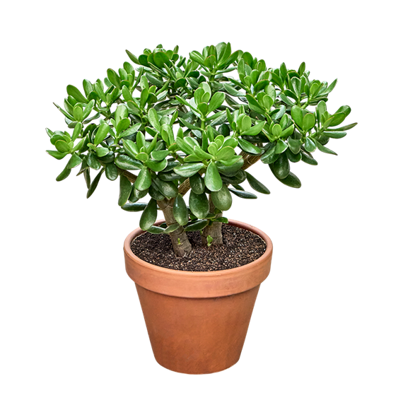Crassula ovata F00002842