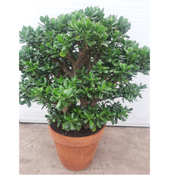 Crassula ovata F00002843