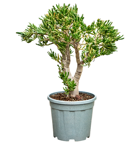 Crassula ovata 'Hobbit' (80-90) 5CRHOBU33