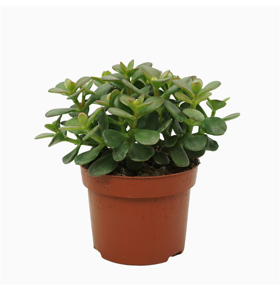 Crassula ovata 'Minor' F00001366