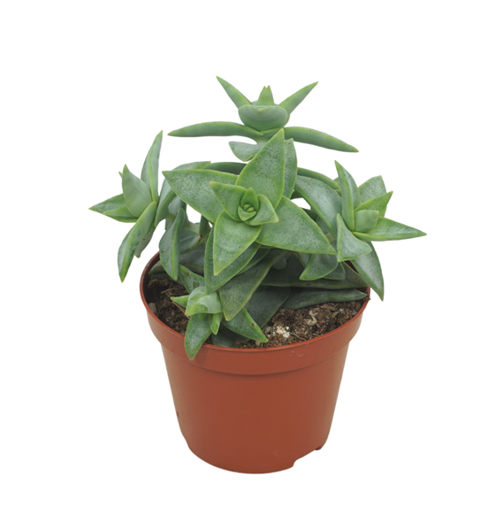 Crassula perforata F00004610