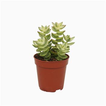 Crassula perforata 'Variegata' F00004604